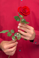 Male hands holding rose