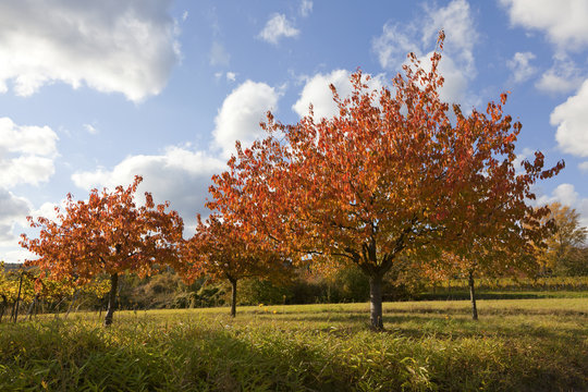 Kirschbäume im Herbstkleid