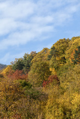Fototapeta premium HerbstWald