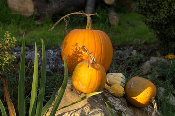 Ripe  pumpkins in  the autumn  garden