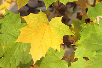 Leaf of a maple