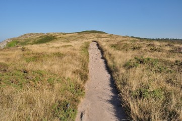 A path in summer