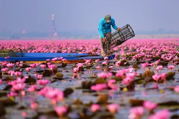 Papier Peint photo fleur de lotus Sea of pink lotus (unseen in Thailand)