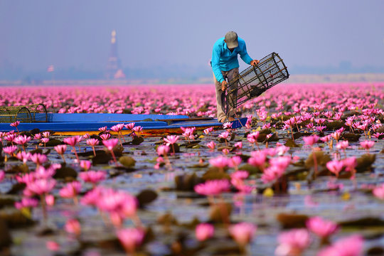 Fototapeta Sea of pink lotus (unseen in Thailand)