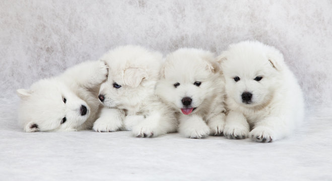 One Month Old Samoyed Puppies