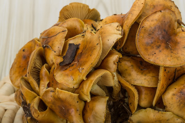 Armillaria