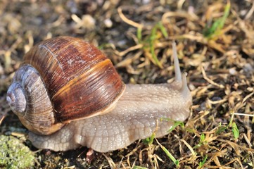 Burgundy snail