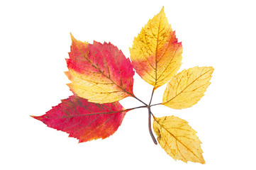 Autumn leaf isolated on white background