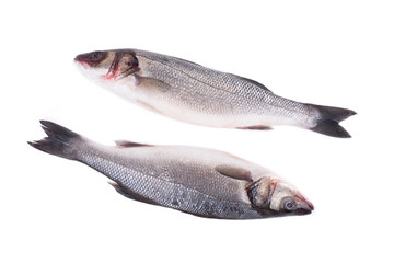 Close up of two fresh seabass fish.