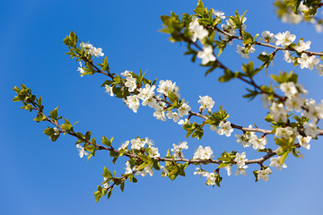 Flowers on a branch of fruit tree. Against the blue sky.