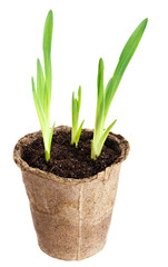 The young plant grows from a fertile soil is isolated on a white
