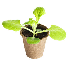 The young plant grows from a fertile soil is isolated on a white