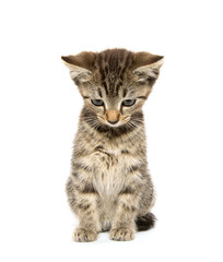 Cute tabby kiten