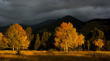Fototapeta premium Aspen tree and clouds