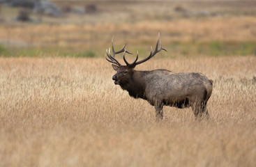 North American elk