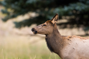 North American elk cow