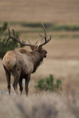 Naklejka na ściany i meble North American elk