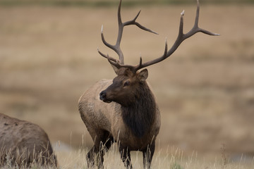 North American elk