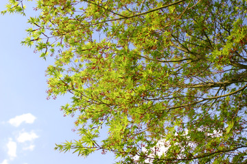 モミジの若葉と花