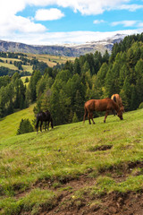 Fototapeta na wymiar Grasende Pferde auf der Seiser Alm