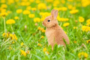 Little rabbit sitting in the grass