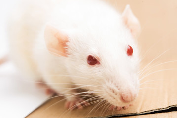 portrait of white rat with red eyes. cute domestic pet
