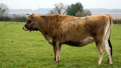 Cow standing in the field