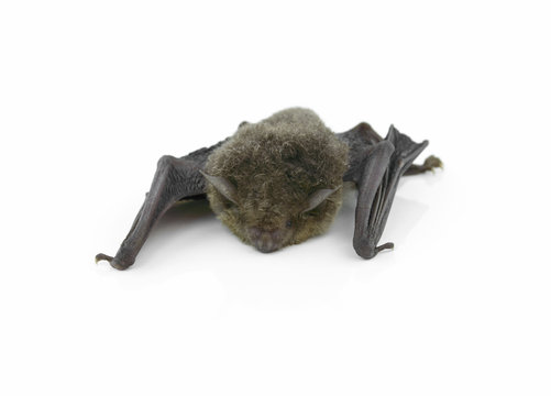 bat isolated on white background