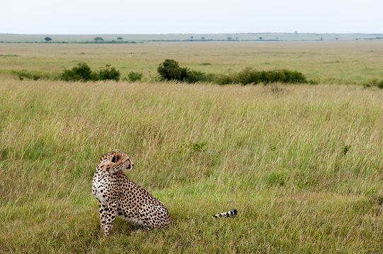 Fototapeta cheetah
