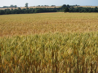 A field of  wheat