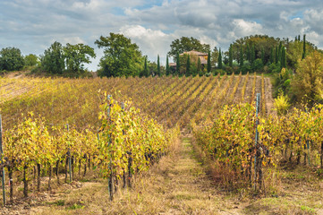 Fototapeta na wymiar Fields of vineyards in the Italian landscape