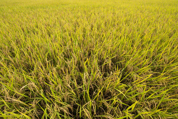 Rice field gold spike