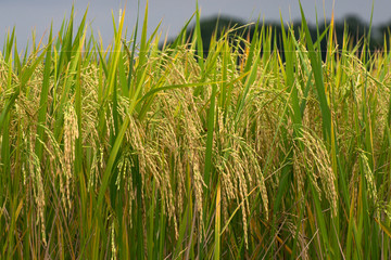 Fototapeta premium Rice field gold spike