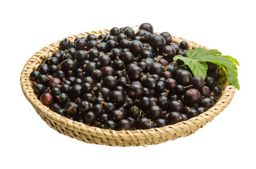 Black currant