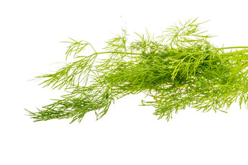 Dill branch