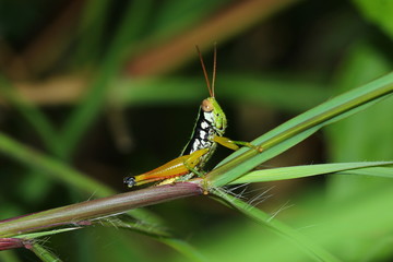 Grasshopper on the grass