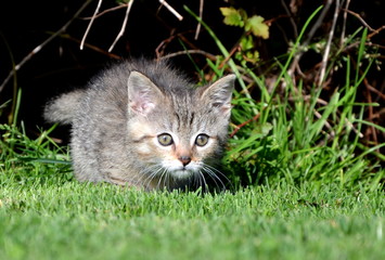 kitten lying in wait for prey