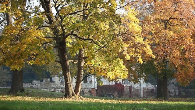 Autumn in park Aleksandriya