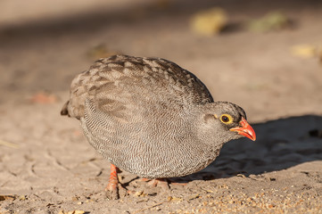 Quail in the Early Morning Sunlight