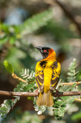 Masked Weaver Bird