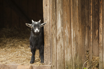 Young Domestic Goat