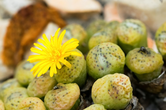 Conophytum sp.