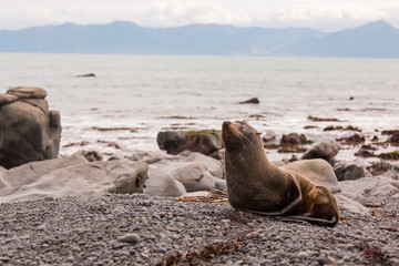 Fototapeta na wymiar New Zealand Fur Seal (Arctocephalus forsteri)