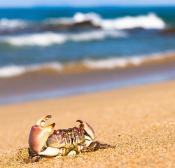 Cute Animal On the Shore
