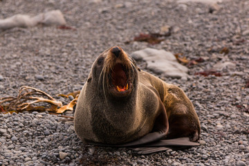 Obraz premium New Zealand Fur Seal (Arctocephalus forsteri)