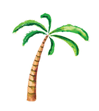 Palm tree, watercolour vector illustration