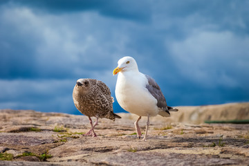 Möwenmutter mit Junges