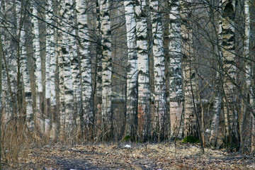 birch trunks forest