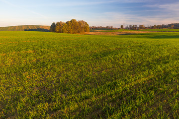 Obraz premium green field landscape