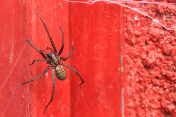 Detail of the big Spider on the red Background